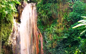 Antiguan Rainforest