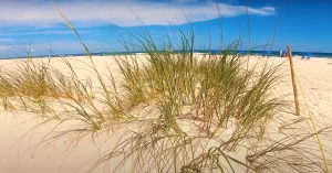  Gulf Shores beach view