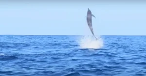 Dolphin Watching
