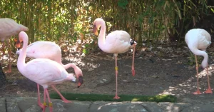 Dallas Zoo view