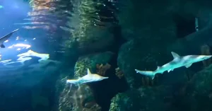 Ripley's Aquarium of Myrtle Beach