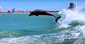  Clearwater Beach Dolphin Cruises