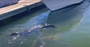 Alligator movement in water