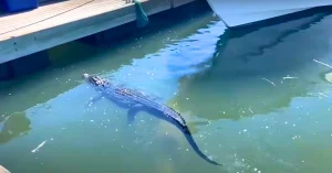 Alligator movement in water