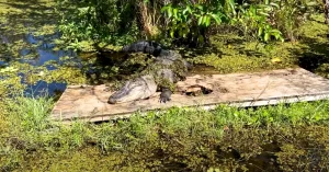 Alligator