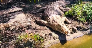 The Everglades National Park