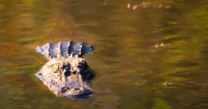 The Everglades National Park