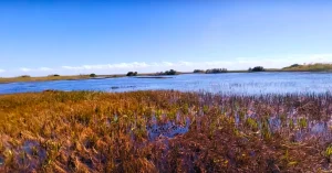 The Everglades National Park