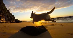Dog on beach