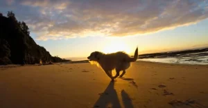 Dog on beach