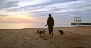Dog on beach