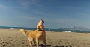 Dog exploring on carolina beach