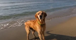 Dog exploring on carolina beach