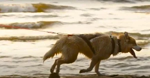 Dog exploring on carolina beach