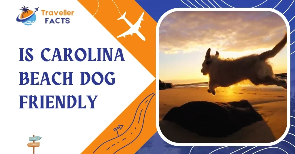 is carolina beach dog friendly