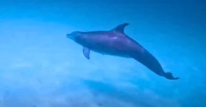 Dolphin in panama city beach