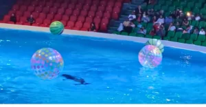 Dolphin World