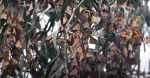  butterflies