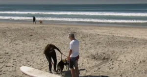 Dog on beach