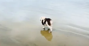 dogs on cocoa beach