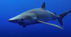 Blue Sharks