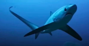 Thresher Sharks