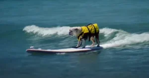 Dog on beach