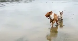 dogs on cocoa beach