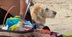dog-friendly beach