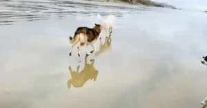 Dog walking