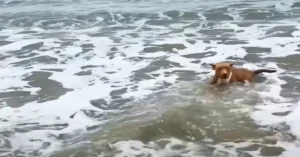 Dog swiming