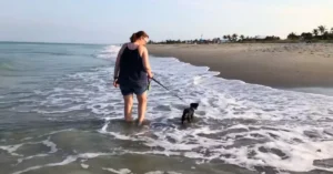 Dog on beach
