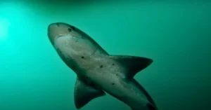 Broad Nose Sevengill Sharks