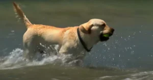 Dog on Staircase Beach