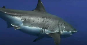 Great White Sharks