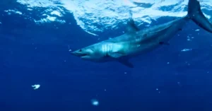Shortfin Mako Sharks